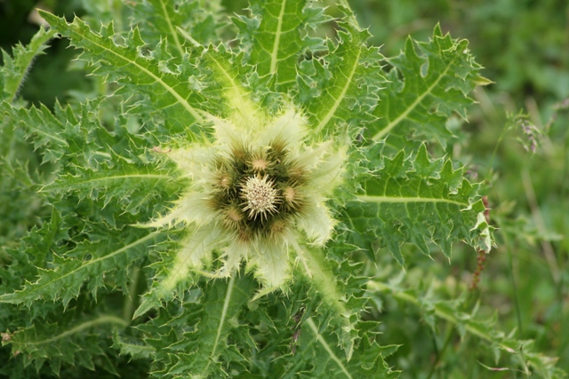 pianta Alpi - Cirsium spinosissimum